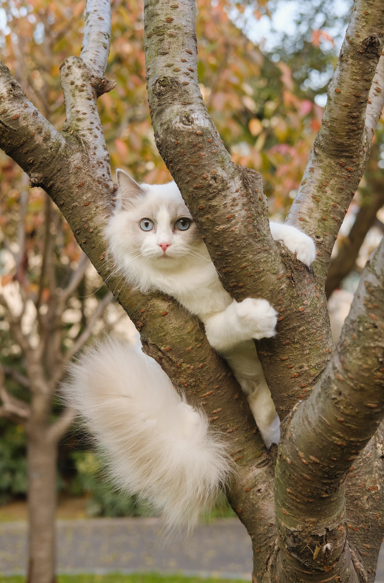 White cat on tree