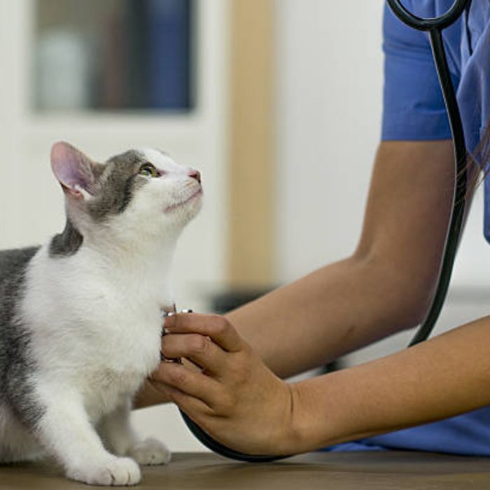 Cat health exam