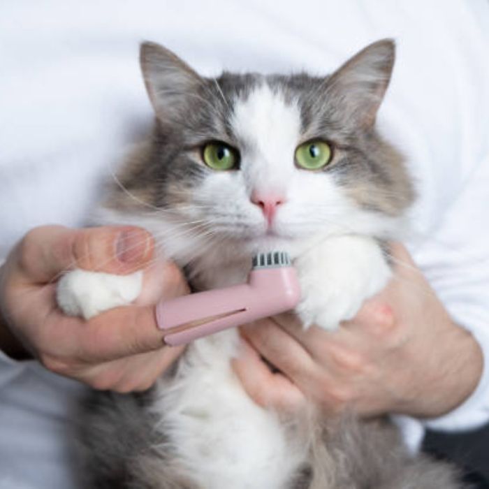 vet brush cat's teeth