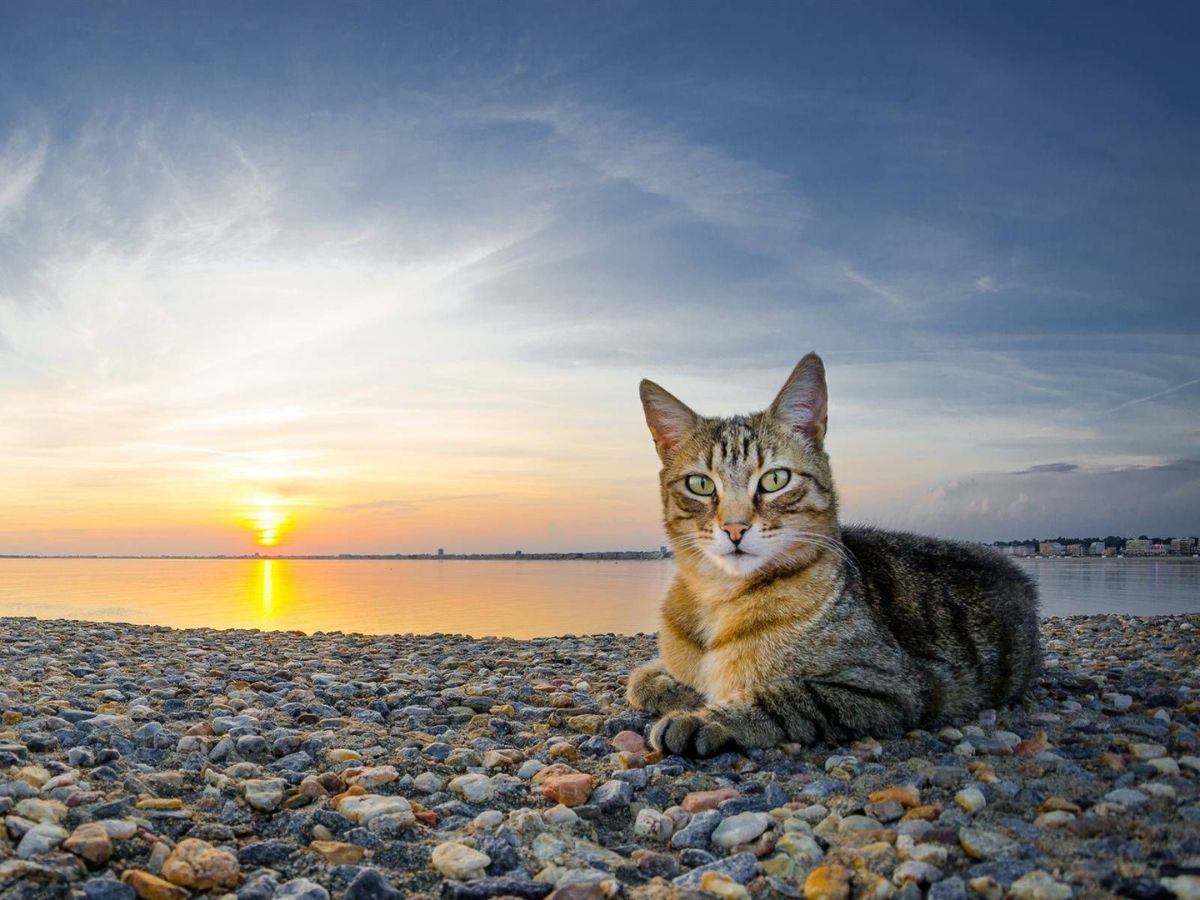 Sun rise with cat