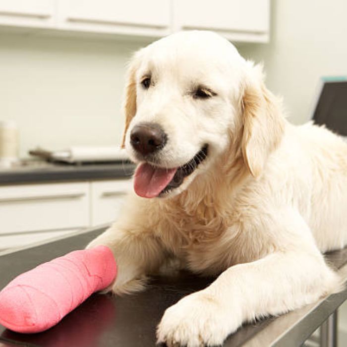 Dog pain care