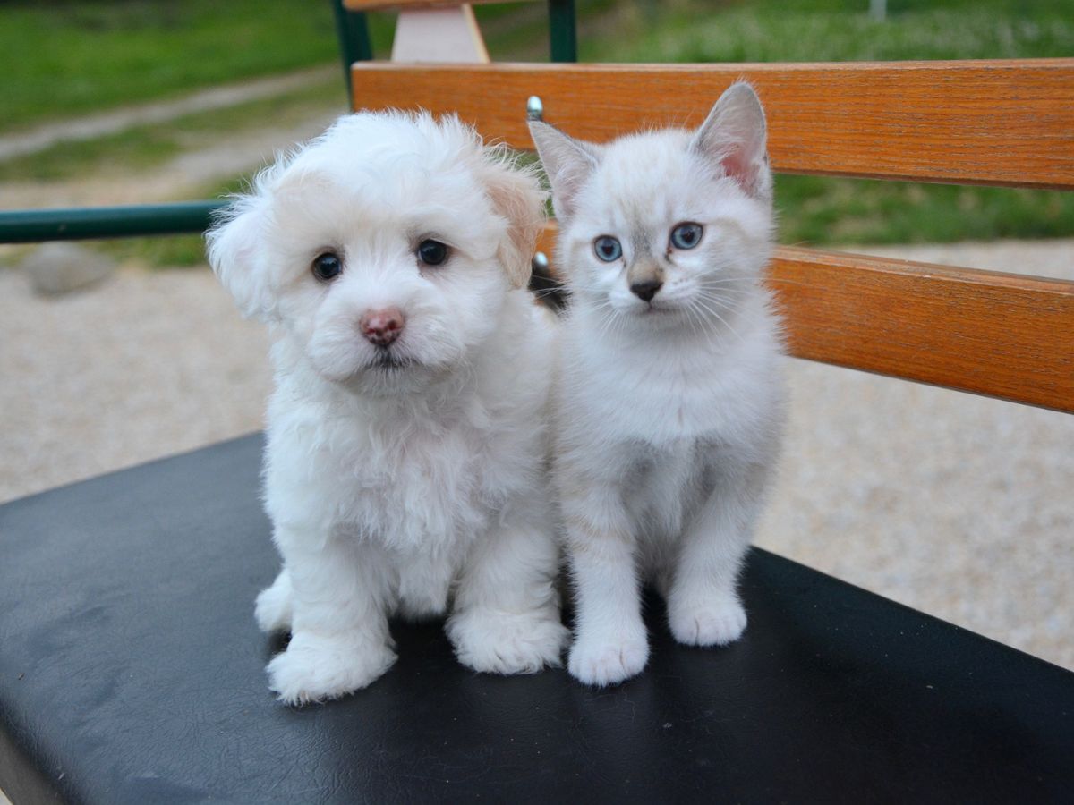 Puppy and Kitten sitting