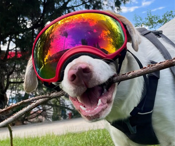 Dog wearing goggles