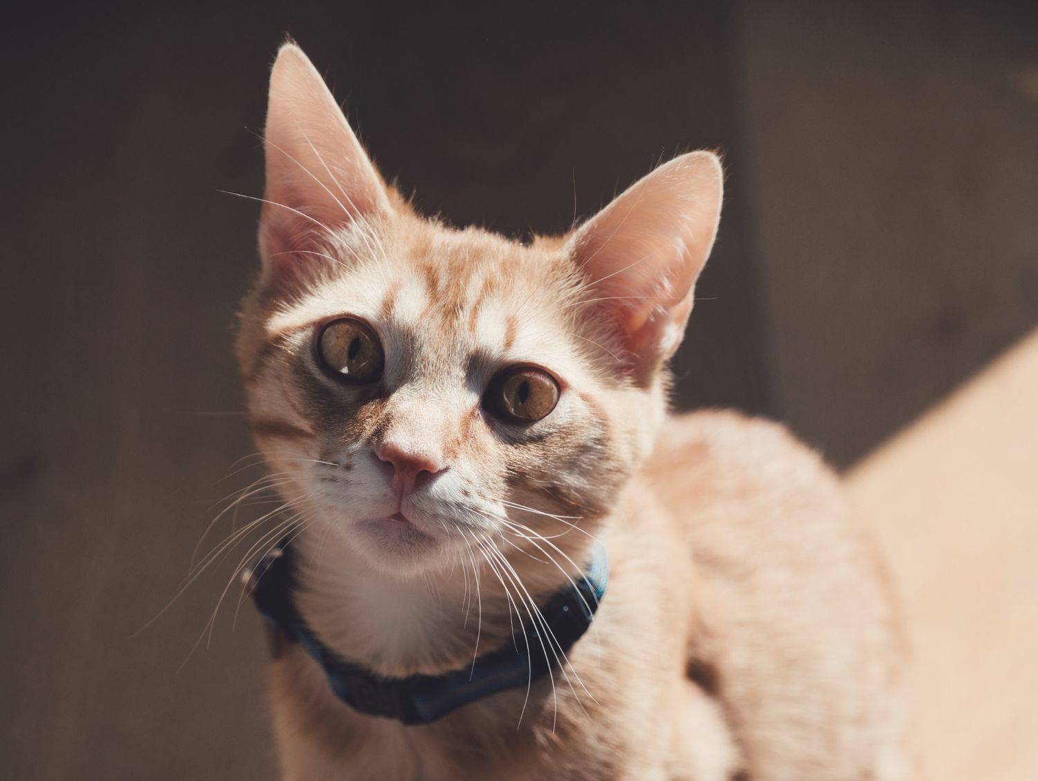 Brown Cat with Hat