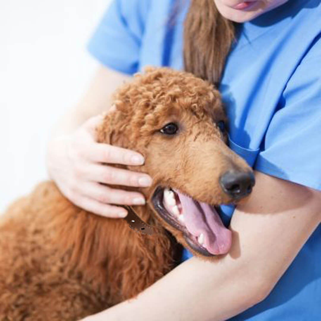 A vet with happy dog