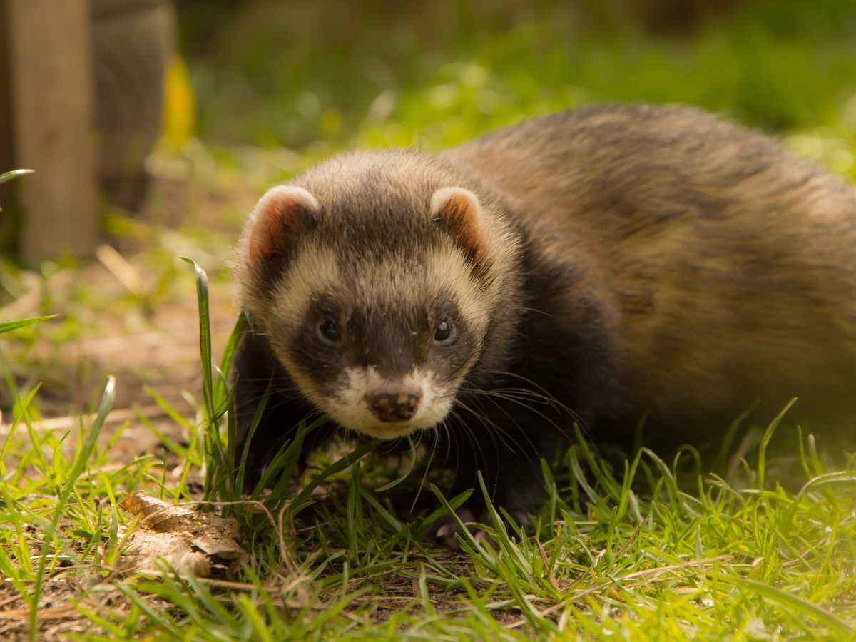 A curious ferret peeks through grass on a sunny day