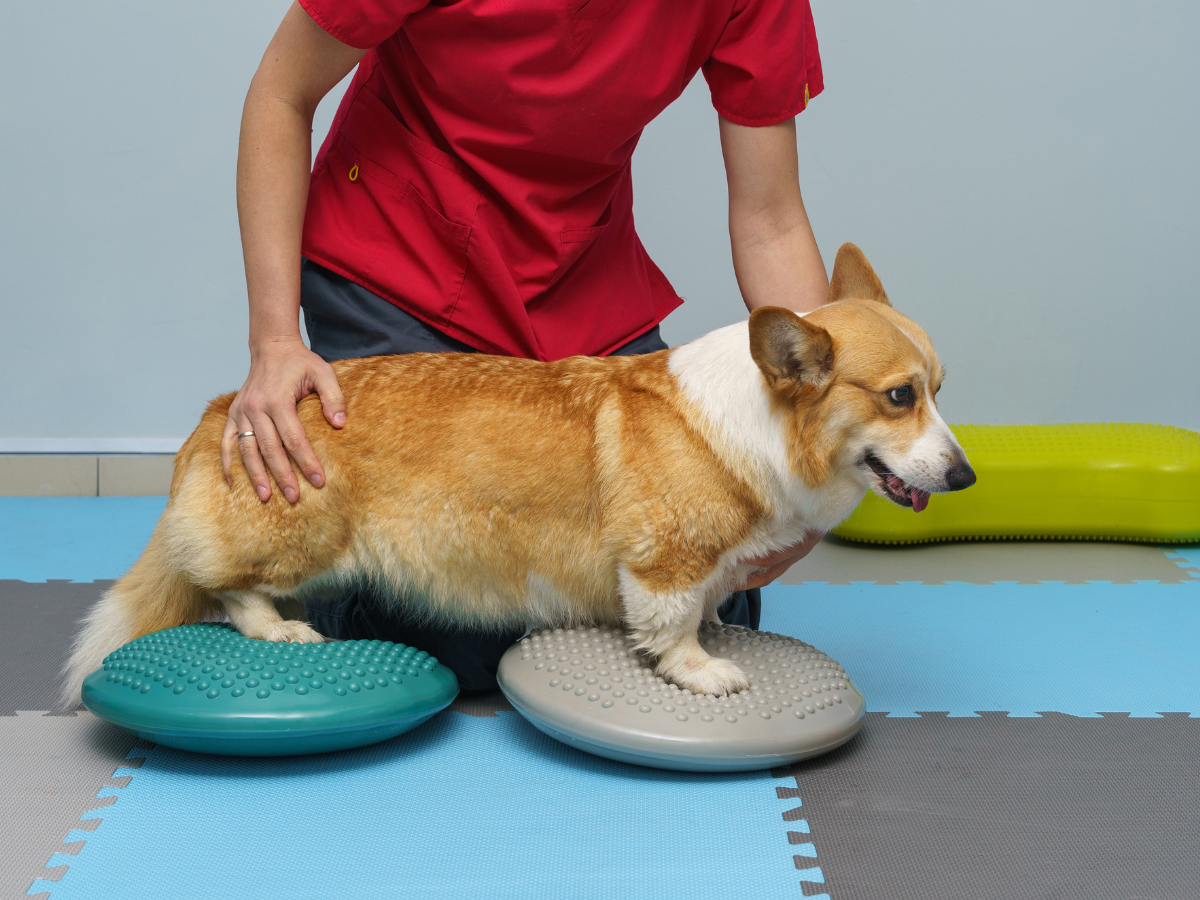 Corgi Rehabilitation a person gently pets a dog sitting on a exercise ball