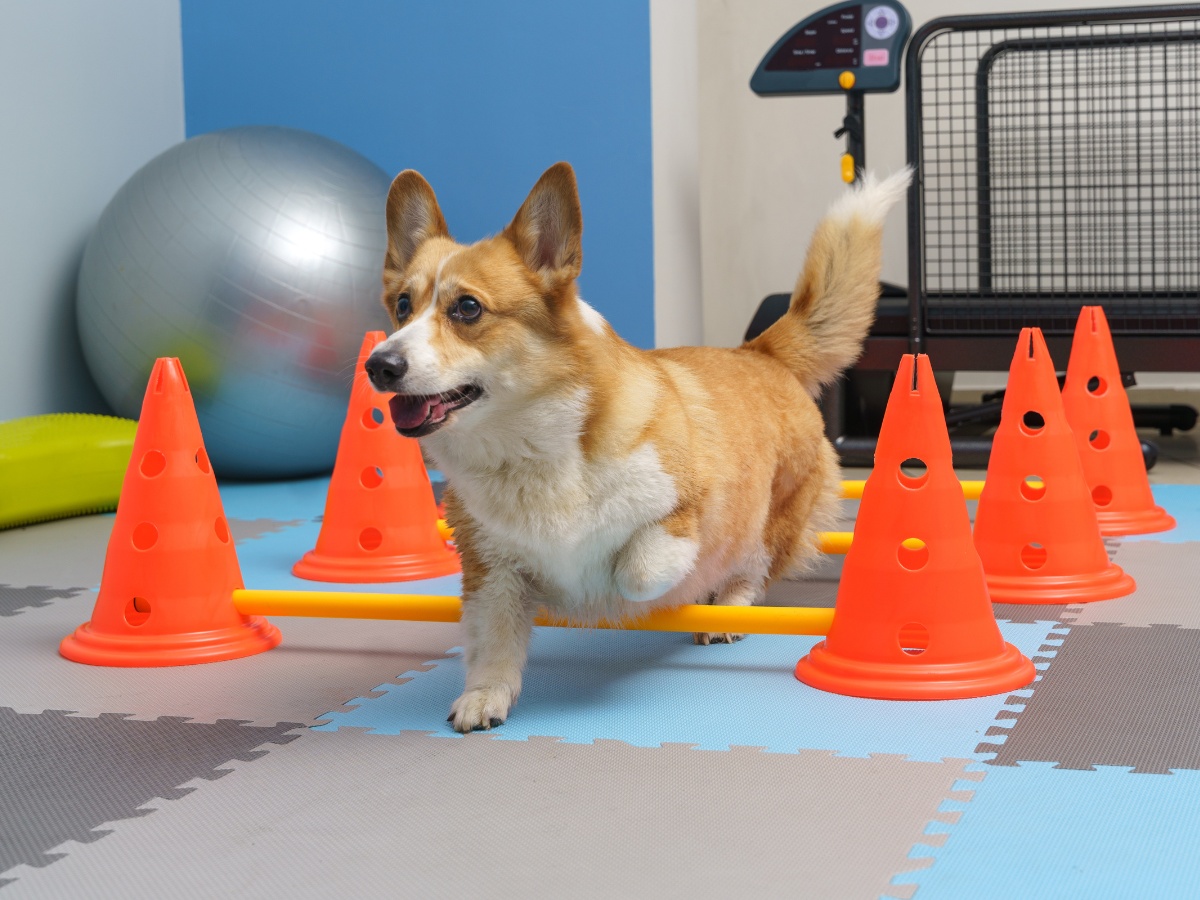 a dog runs through a series of orange traffic cones