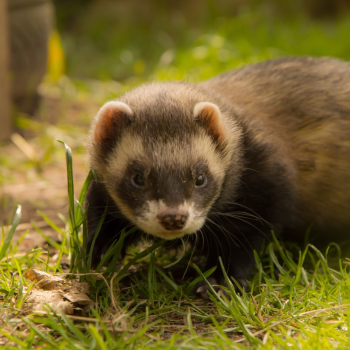 Woman in blue shirt holding a cat