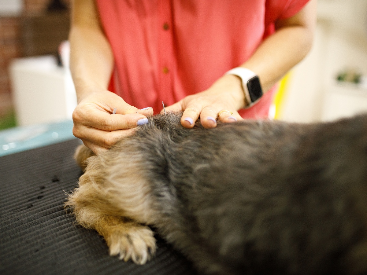 vet performs acupuncture on a small dog vet performs acupuncture on a small dog