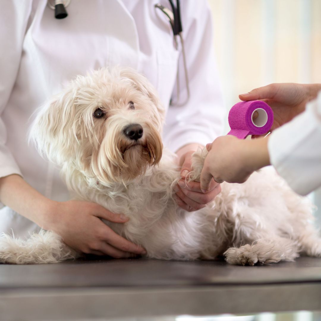 vet putting bandage to a dog's paw