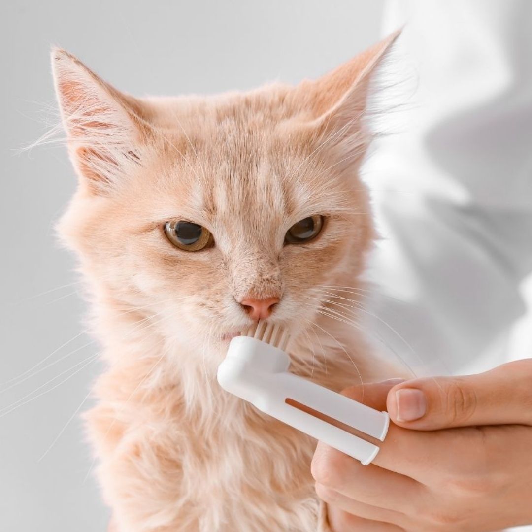 dental care a person is brushing a cat's teeth with a toothbrush