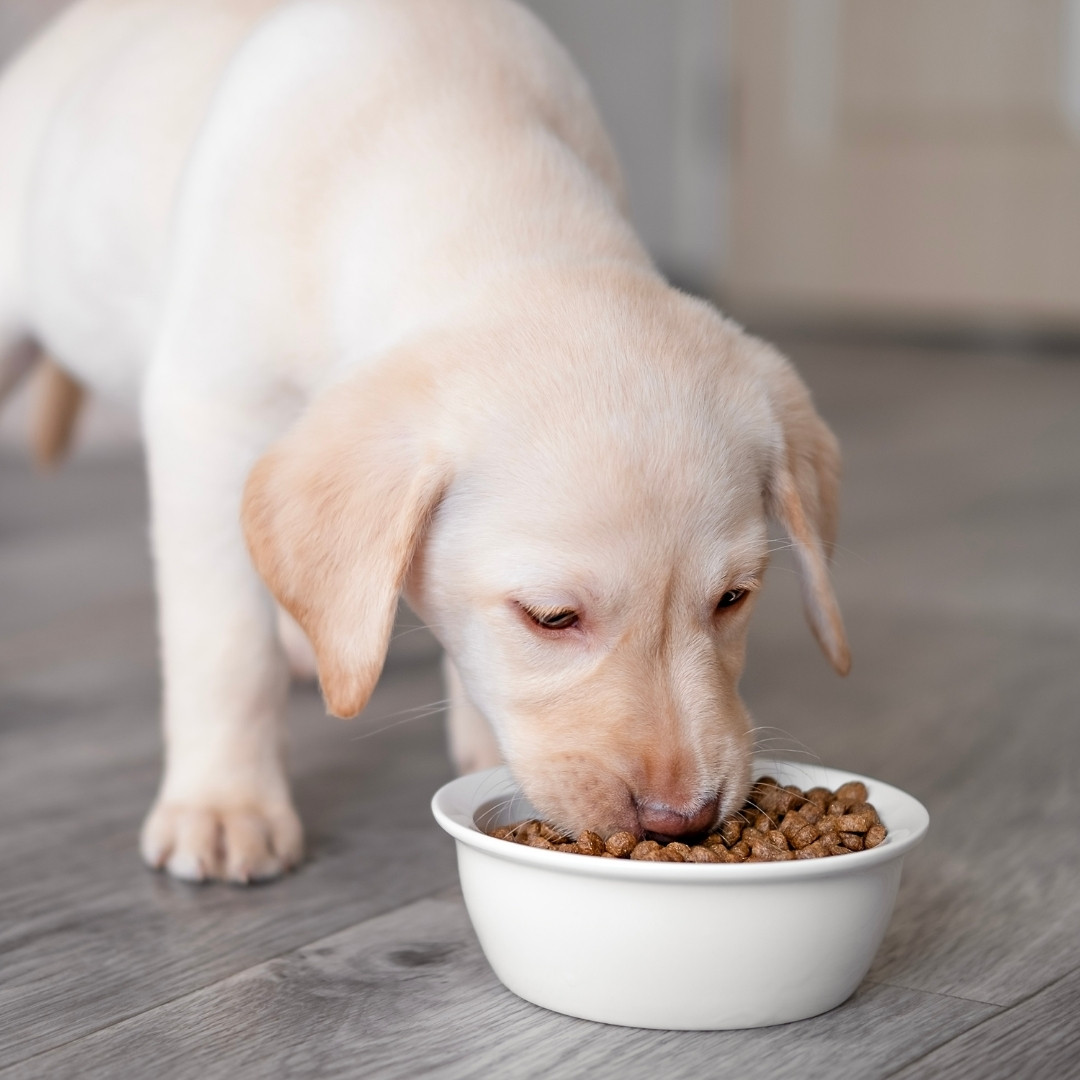 a small puppy enjoying its meal from a food bowl