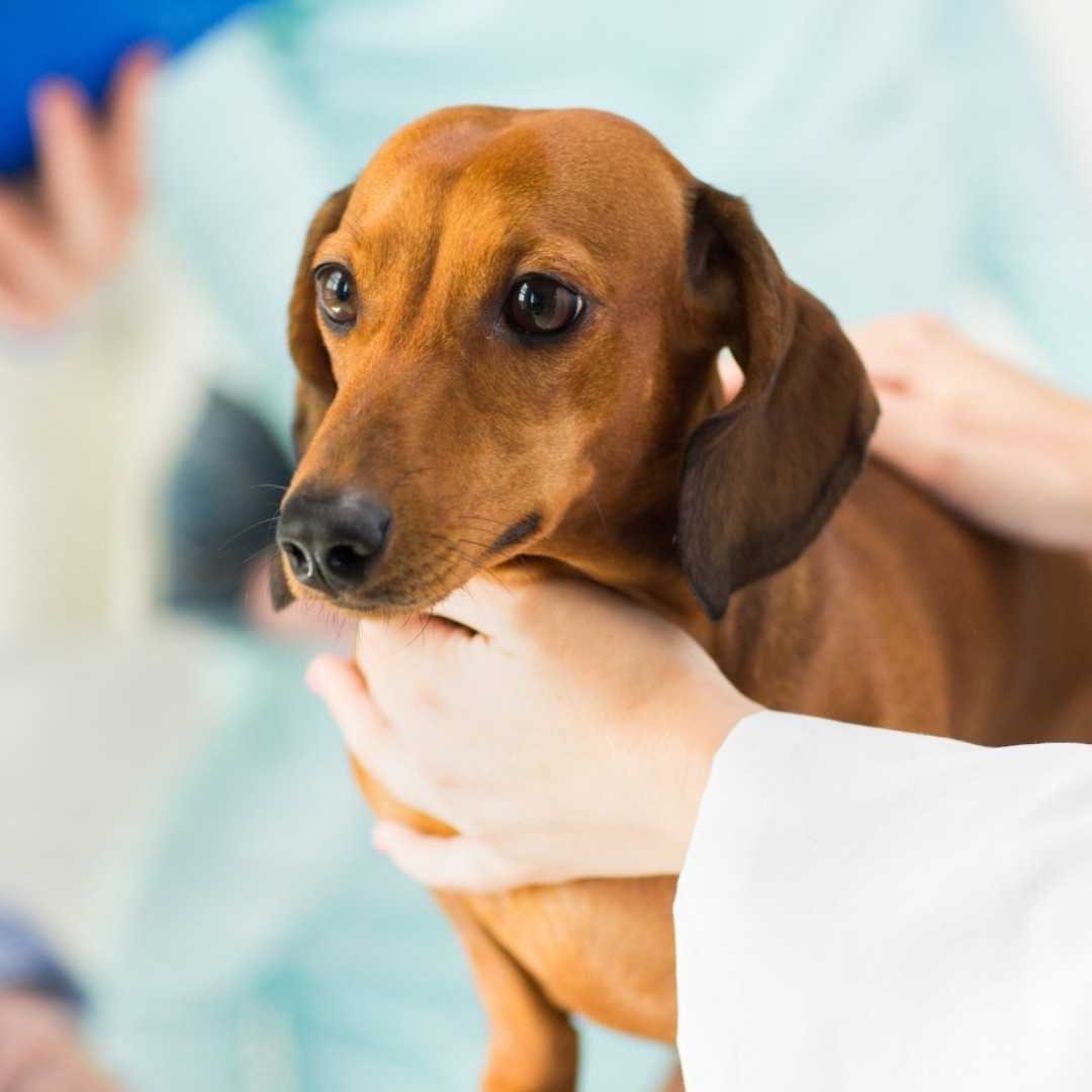 a dog is being checked by a veterinarian