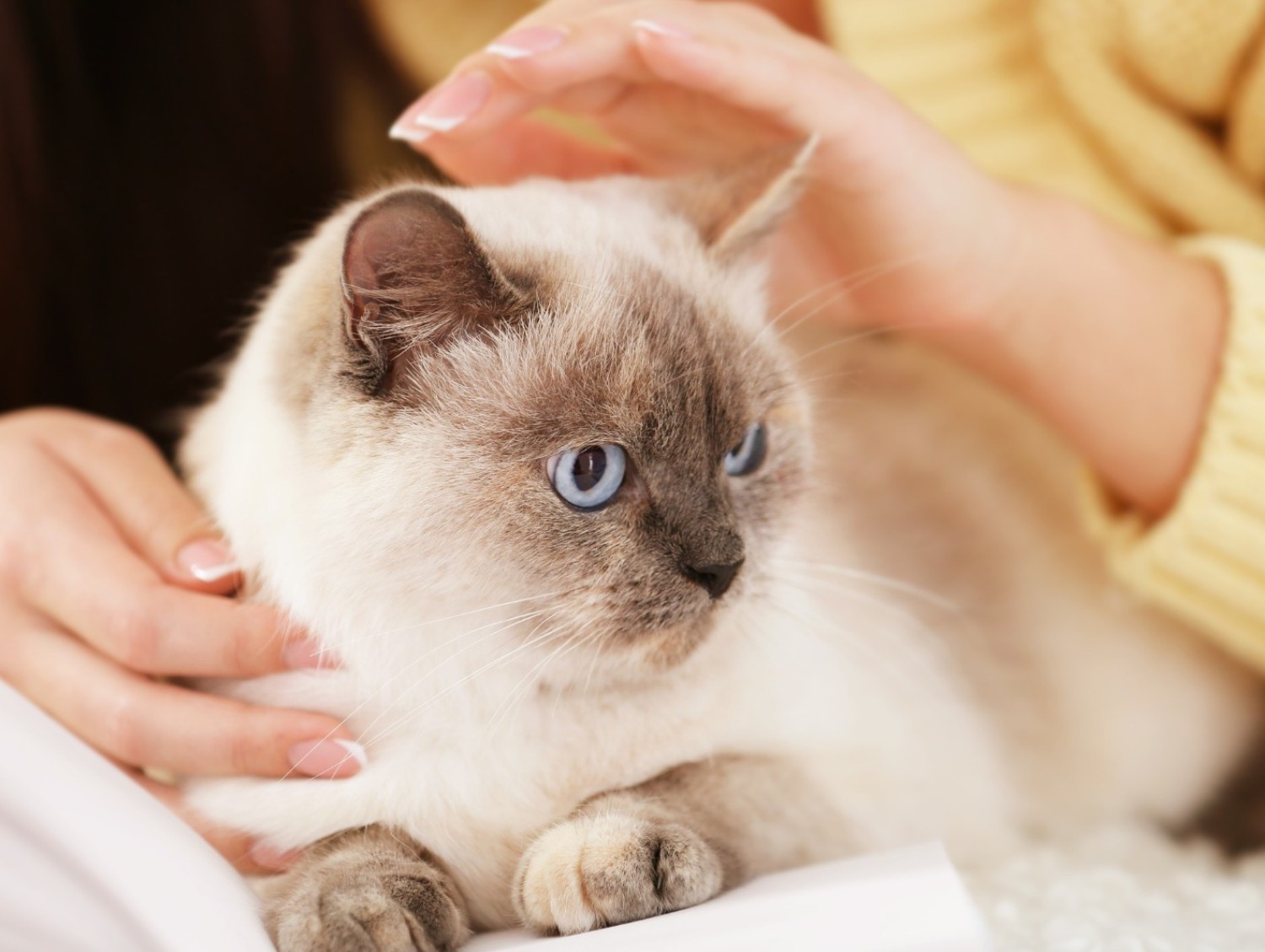 Black Dog sleeping on Couch