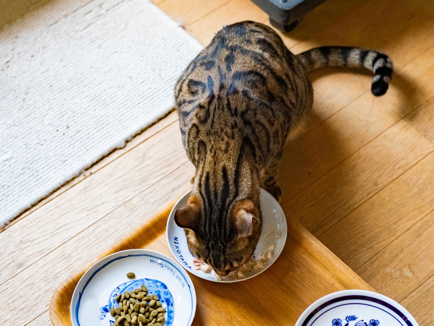 Cat eating food