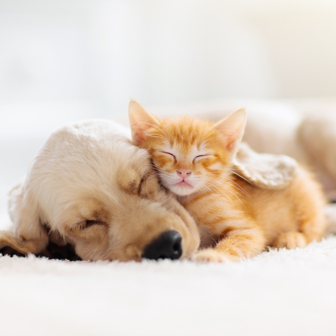 a puppy and kitten peacefully sleeping together