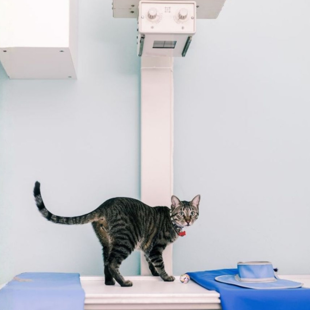 cat getting x-ray
