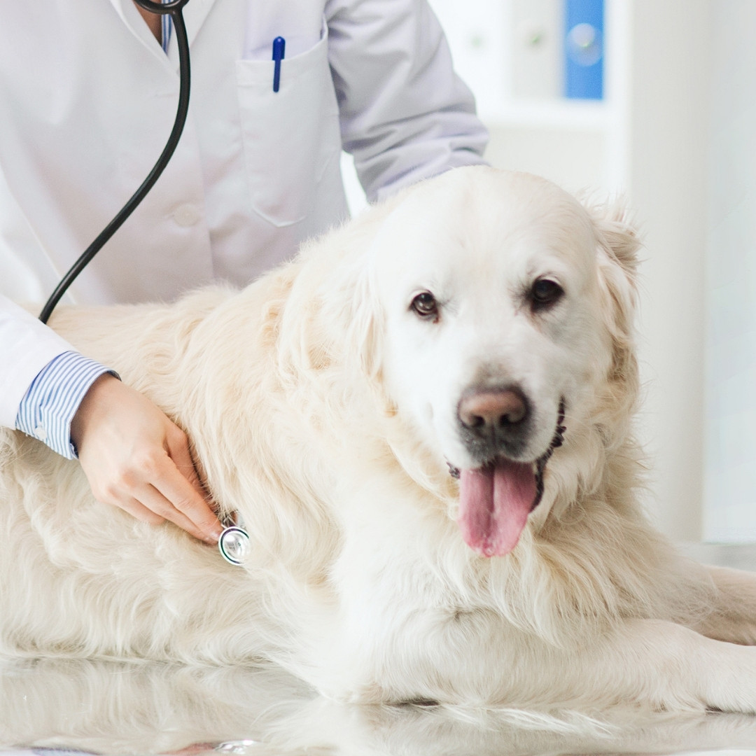 a veterinarian examines a white dog lying on a table