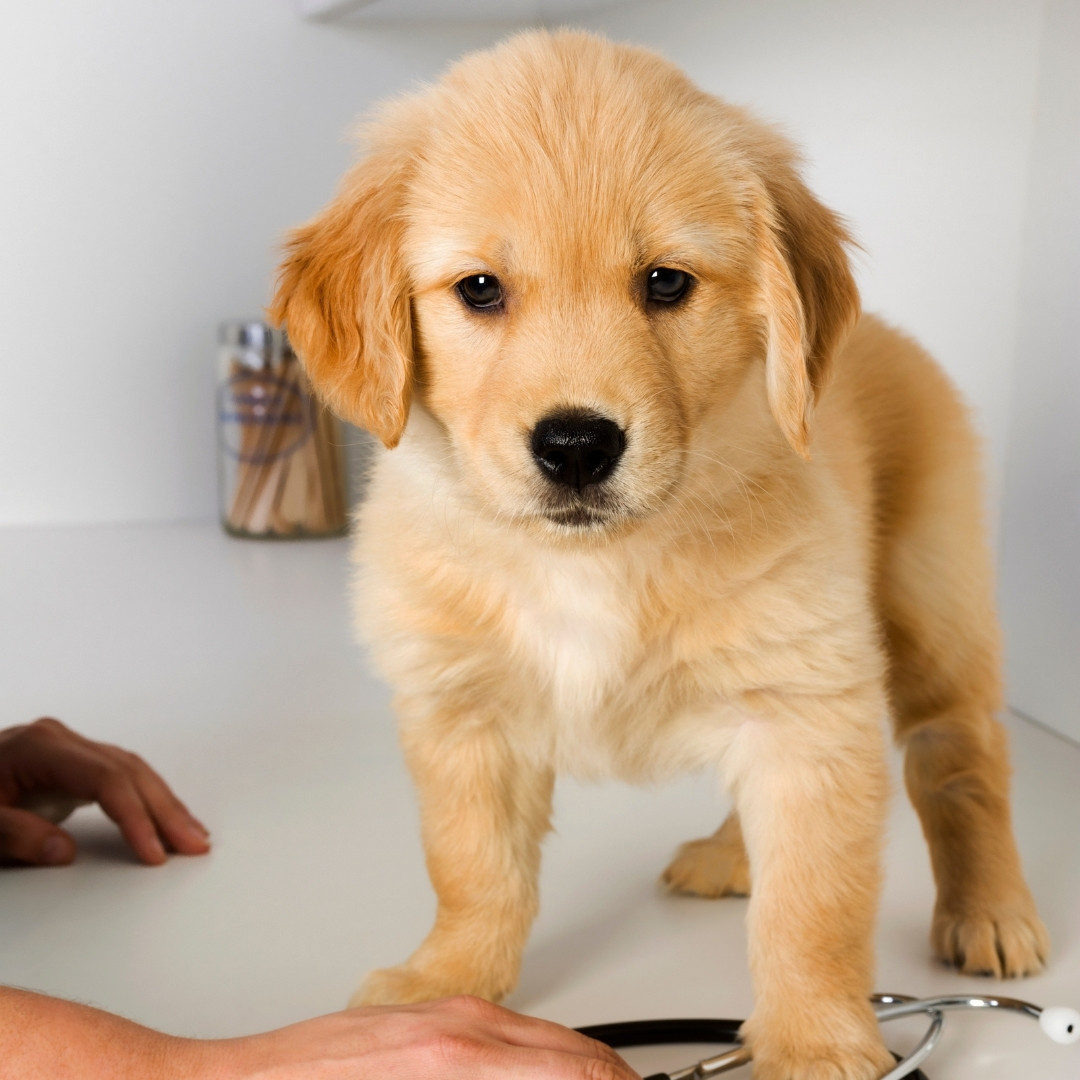 a veterinarian examines a small puppy on a table