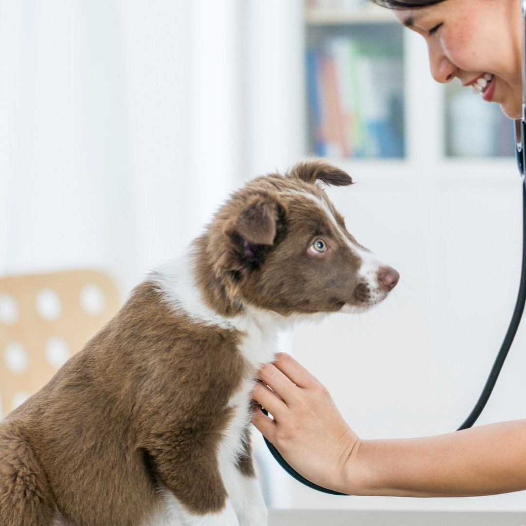 wellness exams a veterinarian examines a small puppy