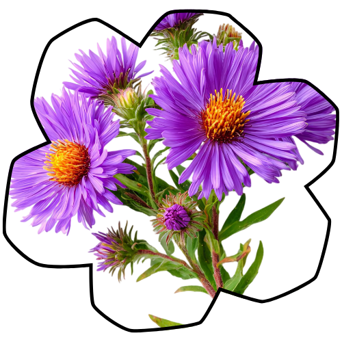 Asters