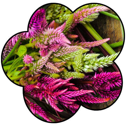 Celosia