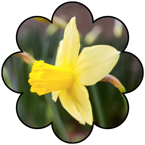 Daffodils