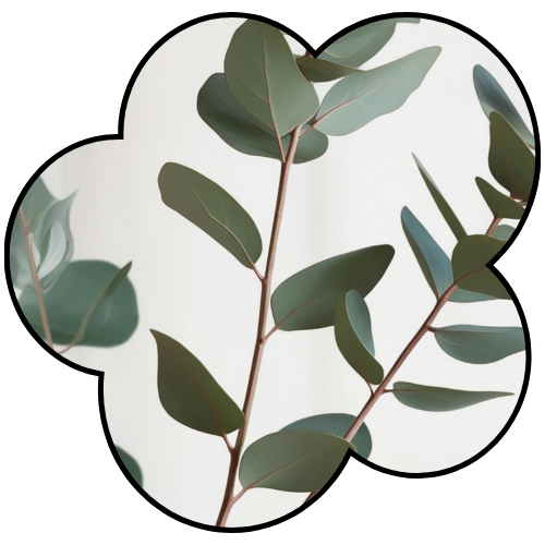 Eucalyptus Fronds