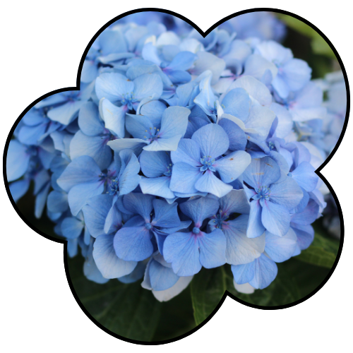 Hydrangea