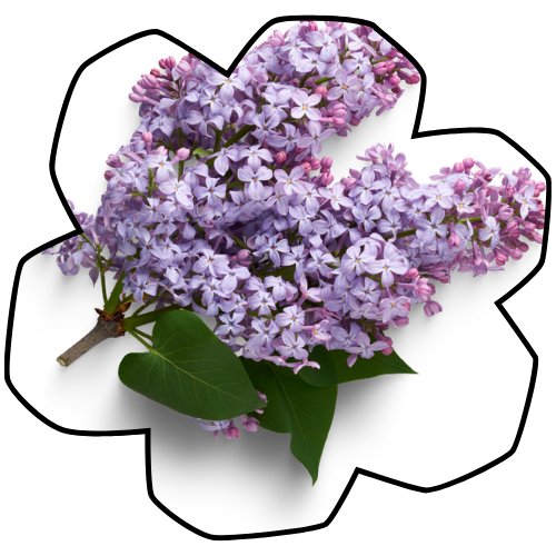 Lilacs