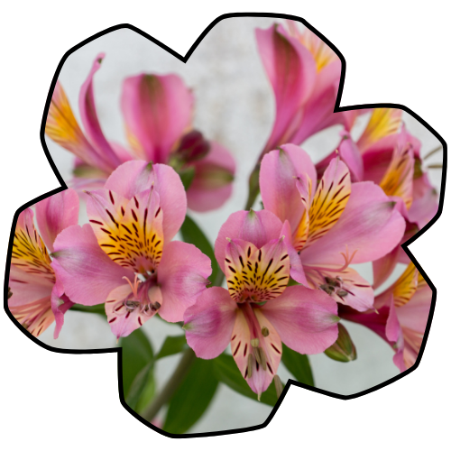 Peruvian Lily