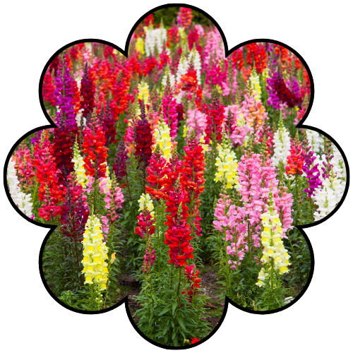 Snap Dragons