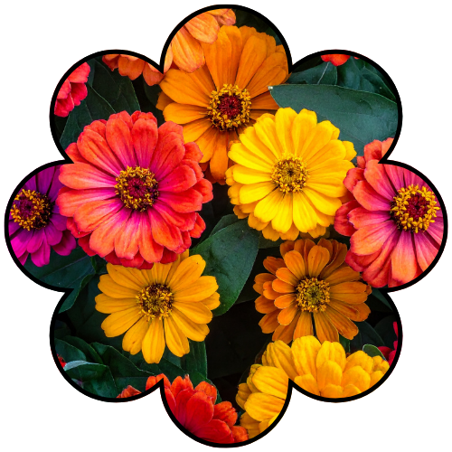 Zinnias