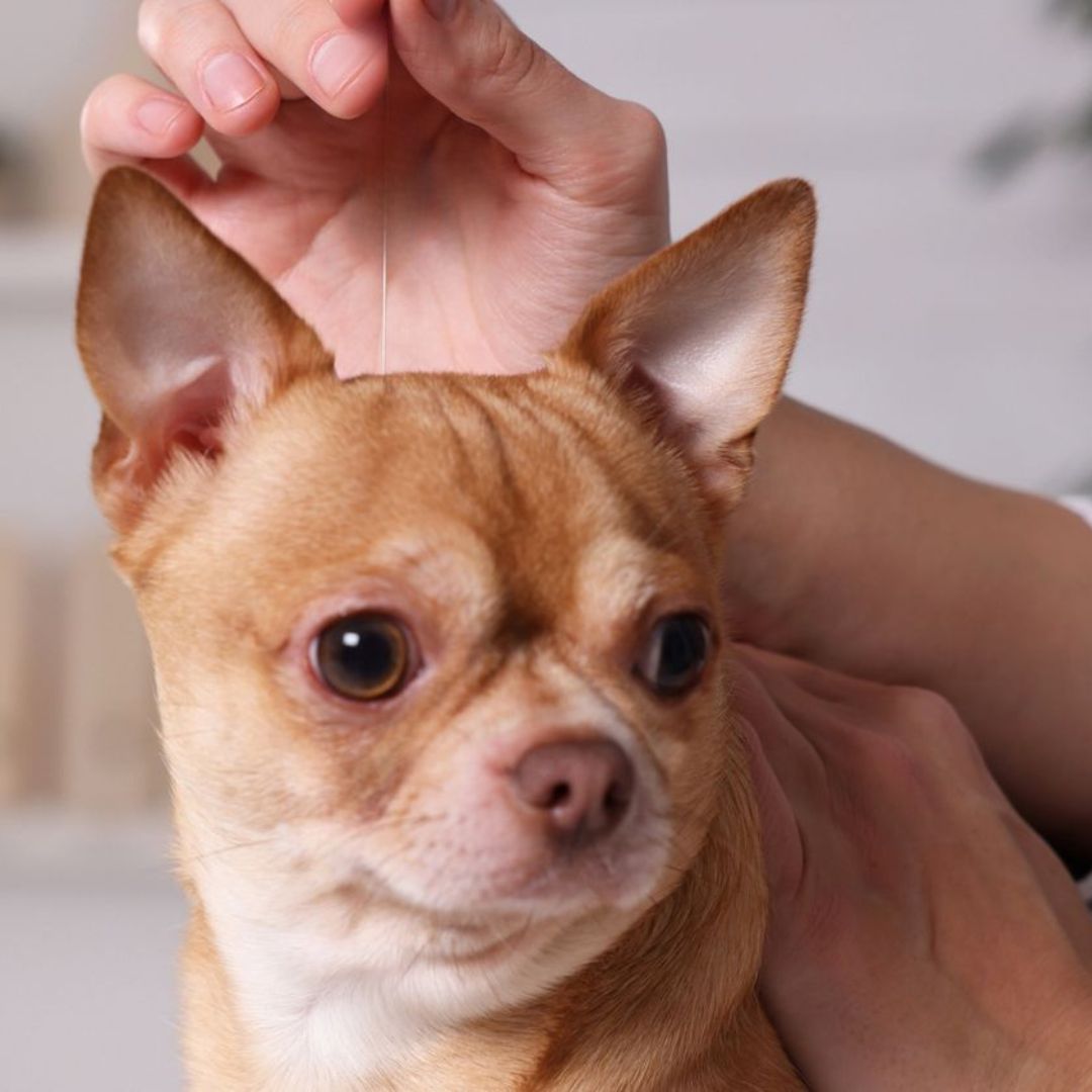 pet acupuncture vet treating dog with acupuncture